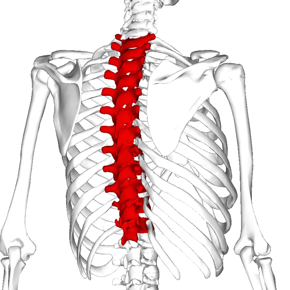 Thoracic Medical Billing Services